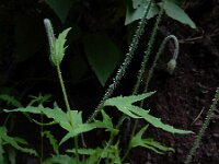 Papaver pinnatifidum 5, Saxifraga-Ed Stikvoort