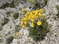 Papaver rhaeticum 14, Saxifraga-Willem van Kruijsbergen
