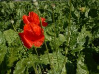 Papaver rhoeas 11, Grote klaproos, Saxifraga-Ed Stikvoort