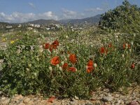 Papaver rhoeas 23, Grote klaproos, Saxifraga-Willem van Kruijsbergen