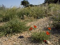 Papaver rhoeas 24, Grote klaproos, Saxifraga-Willem van Kruijsbergen