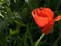 Papaver rhoeas 26, Grote klaproos, Saxifraga-Jan van der Straaten