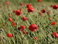 Papaver rhoeas 27, Grote klaproos, Saxifraga-Rudmer Zwerver