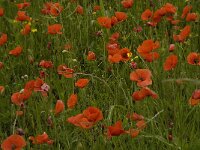 Papaver rhoeas 29, Grote klaproos, Saxifraga-Jan van der Straaten