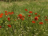 Papaver rhoeas 31, Grote klaproos, Saxifraga-Jan van der Straaten