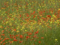 Papaver rhoeas 33, Grote klaproos, Saxifraga-Jan van der Straaten