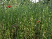Papaver rhoeas 39, Grote klaproos, Saxifraga-Hans Boll