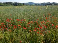 Papaver rhoeas 42, Grote klaproos, Saxifraga-Ed Stikvoort