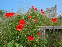Papaver rhoeas 45, Grote klaproos, Saxifraga-Ed Stikvoort