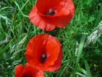 Papaver rhoeas 46, Grote klaproos, Saxifraga-Ed Stikvoort