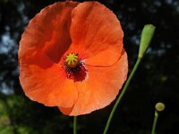 Papaver rhoeas 56, Grote klaproos, Saxifraga-Ed Stikvoort