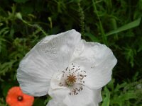 Papaver rhoeas 67, Grote klaproos, Saxifraga-Rutger Barendse