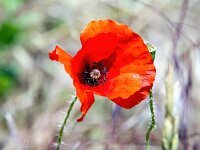 Papaver rhoeas 71, Grote klaproos, Saxifraga-Bart Vastenhouw