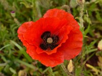 Papaver rhoeas 74, Grote klaproos, Saxifraga-Harry Jans