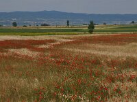 Papaver rhoeas 75, Grote klaproos, Saxifraga-Harry Jans