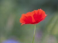 Papaver rhoeas 85, Grote klaproos, Saxifraga-Jan Nijendijk