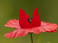 Papaver rhoeas 86, Grote klaproos, Saxifraga-Jan Nijendijk