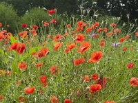 Papaver rhoeas 88, Grote klaproos, Saxifraga-Jan Nijendijk