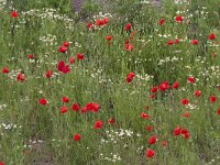 Papaver rhoeas 89, Grote klaproos, Saxifraga-Jan Nijendijk