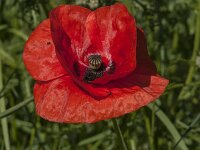 Papaver rhoeas 91, Grote klaproos, Saxifraga-Jan van der Straaten