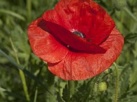 Papaver rhoeas 92, Grote klaproos, Saxifraga-Jan van der Straaten