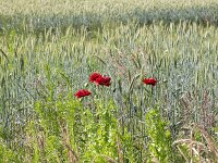 Four red poppies in a cornfield  Four red poppies in a cornfield : red, poppy poppies, 4, four, cornfield, wheat field, field, papaver, striking, wheat, corn, ears, stems, flower, flowers, in flower, in bloom, bud, landscape, rural landscape, rural scene, non-urban scene, non-urban landscape, rural, nature, natural, spring, springtime, nobody, no people, summer, summertime, orchid, plants, beauty, beautiful, beauty in nature