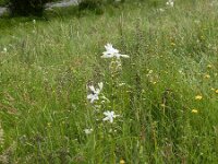 Paradisea lusitanica 7, Saxifraga-Ed Stikvoort