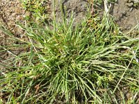 Parapholis strigosa 13, Dunstaart, Saxifraga-Rutger Barendse