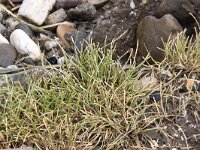 Parapholis strigosa 3, Dunstaart, Saxifraga-Peter Meininger