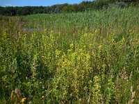 Parentucellia viscosa 23, Kleverige ogentroost, Saxifraga-Ed Stikvoort