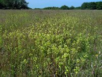 Parentucellia viscosa 26, Kleverige ogentroost, Saxifraga-Ed Stikvoort