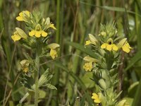 Parentucellia viscosa 46, Kleverige ogentroost, Saxifraga-Willem van Kruijsbergen