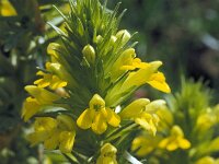 Parentucellia viscosa 50, Kleverige ogenstroost, Saxifraga-Jan van der Straaten