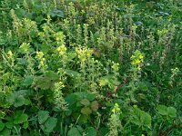 Parentucellia viscosa 52, Kleverige ogenstroost, Saxifraga-Hans Grotenhuis