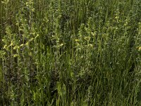 Parentucellia viscosa 57, Kleverige ogentroost, Saxifraga-Willem van Kruijsbergen