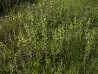 Parentucellia viscosa 58, Kleverige ogentroost, Saxifraga-Willem van Kruijsbergen