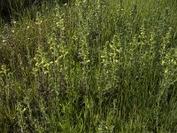 Parentucellia viscosa 59, Kleverige ogentroost, Saxifraga-Willem van Kruijsbergen