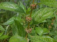 Parietaria officinalis 10, Groot glaskruid, Saxifraga-Ed Stikvoort