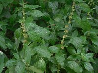 Parietaria officinalis 11, Groot glaskruid, Saxifraga-Ed Stikvoort