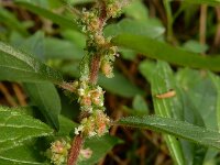 Parietaria officinalis 12, Groot glaskruid, Saxifraga-Ed Stikvoort