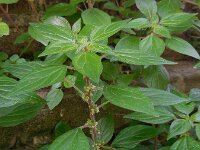 Parietaria officinalis 14, Groot glaskruid, Saxifraga-Ed Stikvoort