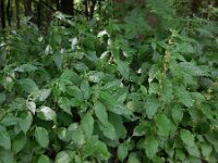 Parietaria officinalis 15, Groot glaskruid, Saxifraga-Ed Stikvoort