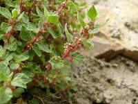 Parietaria officinalis 7, Groot glaskruid, Saxifraga-Hans Grotenhuis