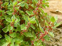 Parietaria officinalis 9, Groot glaskruid, Saxifraga-Hans Grotenhuis