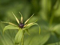 Paris quadrifolia 19, Eenbes, Saxifraga-Jan van der Straaten