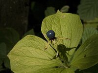 Paris quadrifolia 20, Eenbes, Saxifraga-Jan van der Straaten