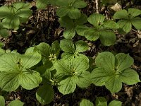 Paris quadrifolia 25, Eenbes, Saxifraga-Jan van der Straaten