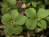 Paris quadrifolia 27, Eenbes, Saxifraga-Jan van der Straaten