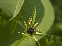 Paris quadrifolia 28, Eenbes, Saxifraga-Jan van der Straaten