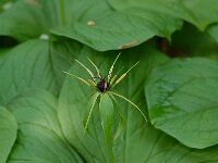 Paris quadrifolia 3, Eenbes, Saxifraga-Willem van Kruijsbergen